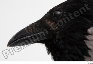 Carrion crow beak bird eye 0001.jpg